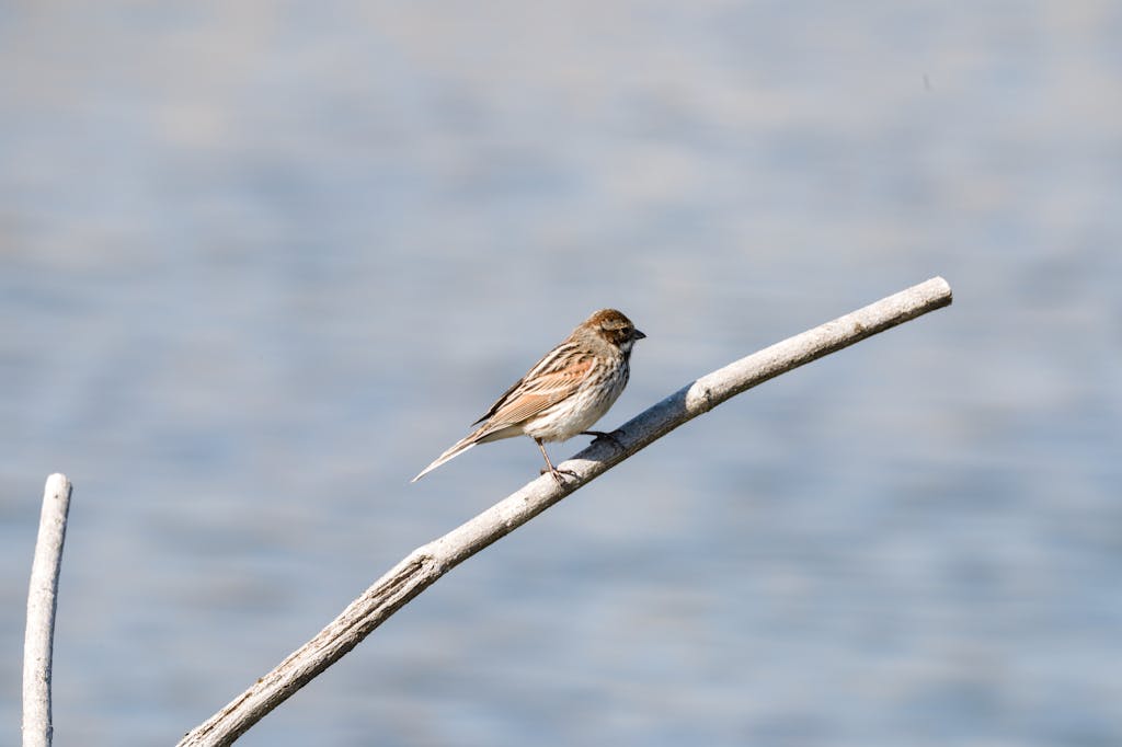 A sparrow perched on a branch with a blurred water background, highlighting nature's simplicity.